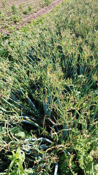 이용일님의 작성글 사진