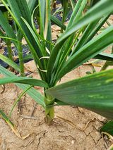 팜모닝 마늘·품종•종자 게시글 이미지