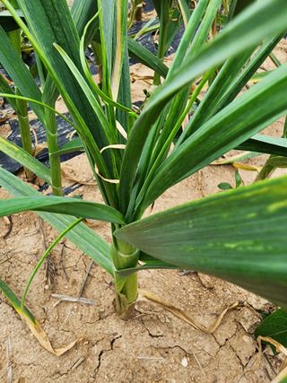 김성원님의 마늘 · 품종•종자 작성글 사진