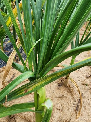 김성원님의 마늘 · 품종•종자 작성글 사진