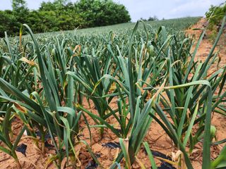 김성원님의 마늘 · 품종•종자 작성글 사진