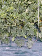 팜모닝 금쪽같은 내 작물 자랑하기·참여 게시글 이미지