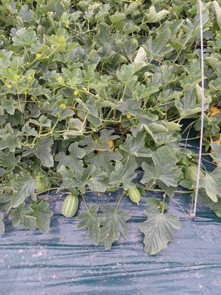 가스주인님의 금쪽같은 내 작물 자랑하기 · 참여 작성글 사진