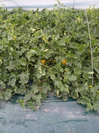 가스주인님의 금쪽같은 내 작물 자랑하기 · 참여 작성글 사진