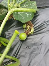 팜모닝 호박·자유게시판 게시글 이미지