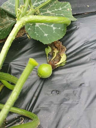 알바트로스k님의 호박 · 자유게시판 작성글 사진