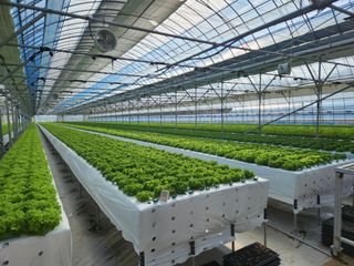 지상국님의 금쪽같은 내 작물 자랑하기 · 참여 작성글 사진