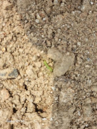 귀농대박님의 포도 · 병해충상담 작성글 사진