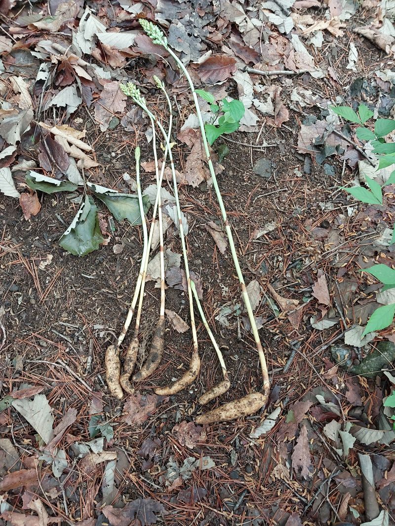 장터 상품 [자연산 천마 560그람] 썸네일