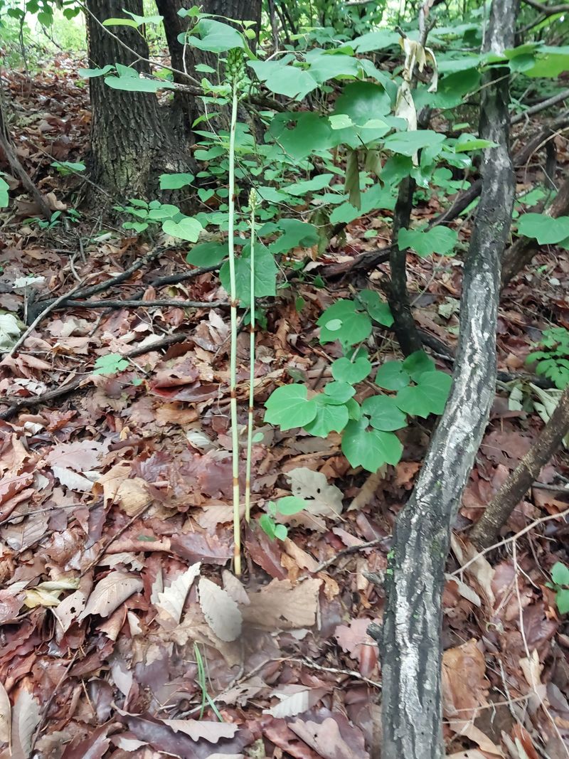 김봉호님의 장터 판매 상품 [자연산 천마 560그람] 첨부 사진