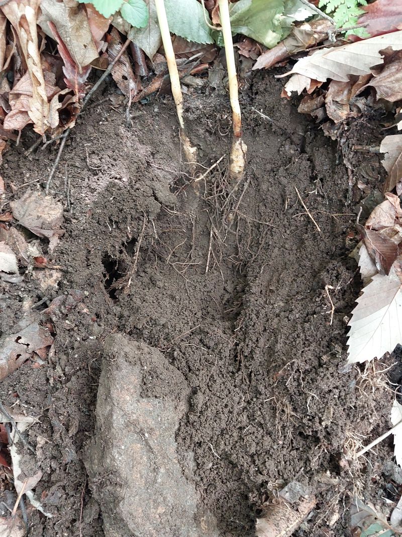 김봉호님의 장터 판매 상품 [자연산 천마 560그람] 첨부 사진