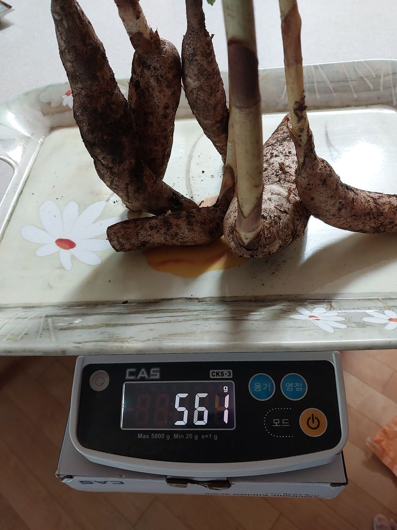 김봉호님의 장터 판매 상품 [자연산 천마 560그람] 첨부 사진