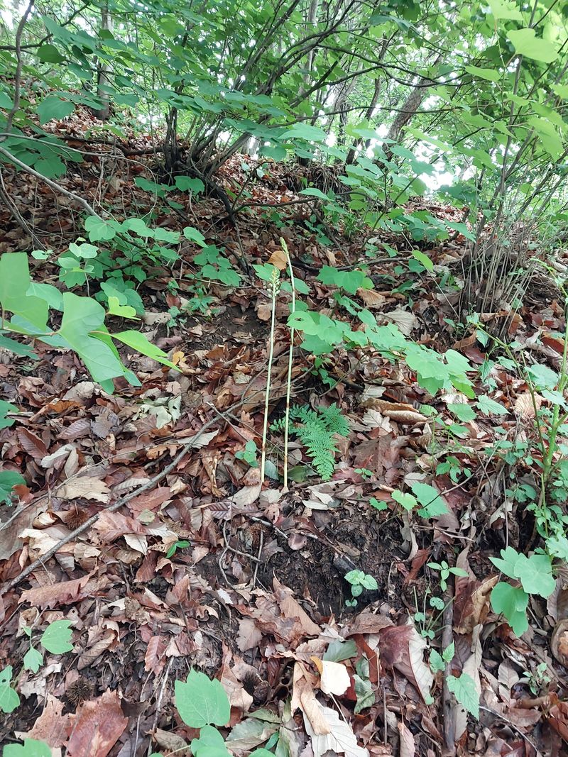 김봉호님의 장터 판매 상품 [자연산 천마 560그람] 첨부 사진