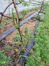 팜모닝 기타작물·병해충상담 게시글 이미지