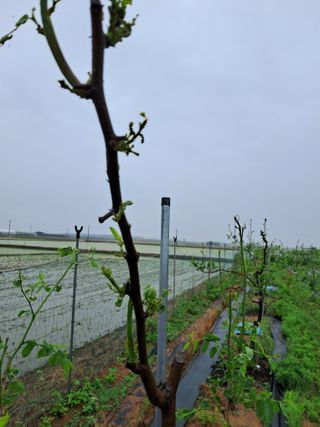 이화진님의 기타작물 · 병해충상담 작성글 사진