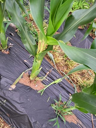 이화진님의 옥수수 · 병해충상담 작성글 사진