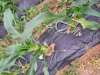 이화진님의 옥수수 · 병해충상담 작성글 사진