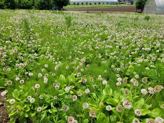 고영환님의 금쪽같은 내 작물 자랑하기 · 참여 작성글 사진