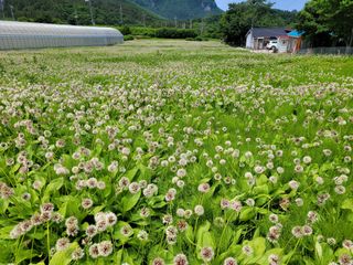 고영환님의 금쪽같은 내 작물 자랑하기 · 참여 작성글 사진