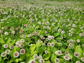 고영환님의 금쪽같은 내 작물 자랑하기 · 참여 작성글 사진