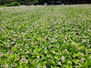 고영환님의 금쪽같은 내 작물 자랑하기 · 참여 작성글 사진