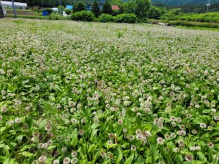 고영환님의 금쪽같은 내 작물 자랑하기 · 참여 작성글 사진
