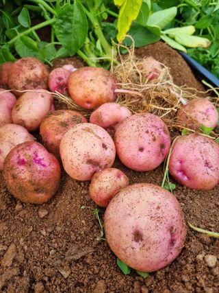 엄미애님의 감자 · 자유게시판 작성글 사진