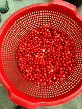 팜모닝 자두·자유게시판 게시글 이미지