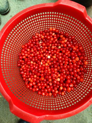 김상임님의 자두 · 자유게시판 작성글 사진