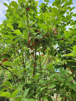 김상임님의 자두 · 자유게시판 작성글 사진