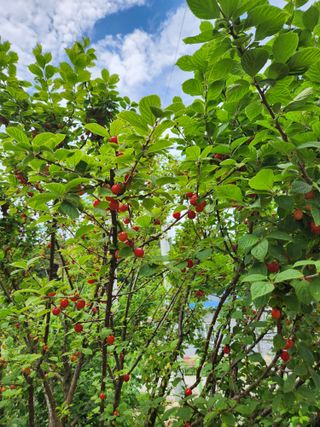 김상임님의 자두 · 자유게시판 작성글 사진