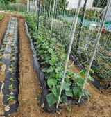 팜모닝 금쪽같은 내 작물 자랑하기·참여 게시글 이미지