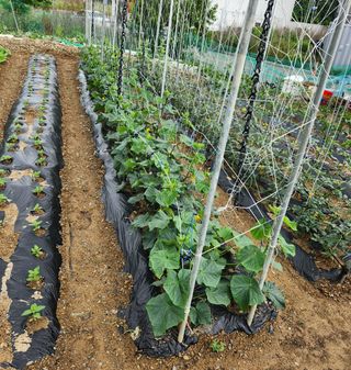 권영동 님의 금쪽같은 내 작물 자랑하기 · 참여 작성글 사진