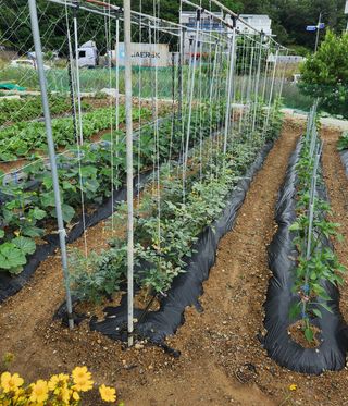 권영동 님의 금쪽같은 내 작물 자랑하기 · 참여 작성글 사진