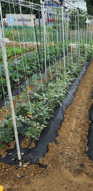 권영동 님의 금쪽같은 내 작물 자랑하기 · 참여 작성글 사진