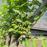 팜모닝 금쪽같은 내 작물 자랑하기·참여 게시글 이미지