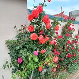 팜모닝 고구마·자유게시판 게시글 이미지