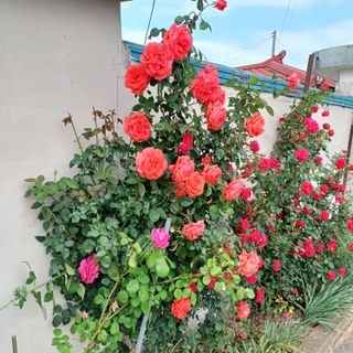 안영배님의 고구마 · 자유게시판 작성글 사진