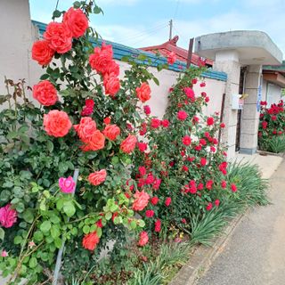 안영배님의 고구마 · 자유게시판 작성글 사진