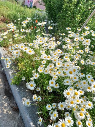 안영배님의 고구마 · 자유게시판 작성글 사진