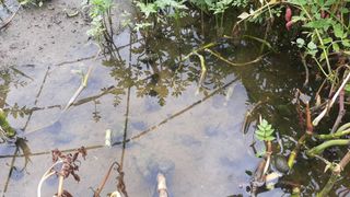 라일락미나리님의 기타작물 · 병해충상담 작성글 사진