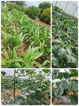 팜모닝 금쪽같은 내 작물 자랑하기·참여 게시글 이미지