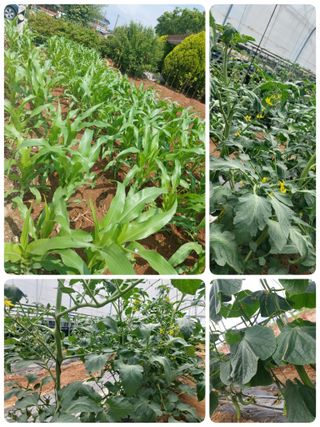 문보라님의 금쪽같은 내 작물 자랑하기 · 참여 작성글 사진