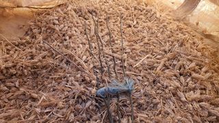 황의성님의 금쪽같은 내 작물 자랑하기 · 참여 작성글 사진