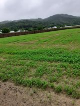 팜모닝 고추·지주설치•유인•성장 게시글 이미지