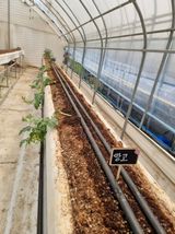 팜모닝 금쪽같은 내 작물 자랑하기·참여 게시글 이미지