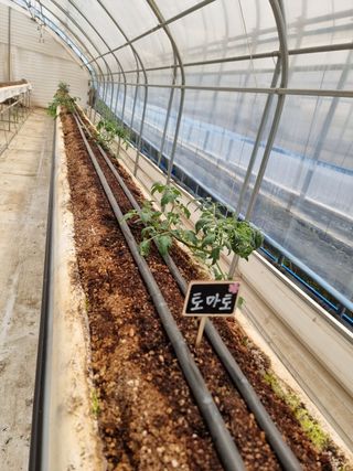 채종원님의 금쪽같은 내 작물 자랑하기 · 참여 작성글 사진