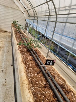 채종원님의 금쪽같은 내 작물 자랑하기 · 참여 작성글 사진