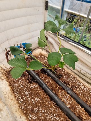 채종원님의 금쪽같은 내 작물 자랑하기 · 참여 작성글 사진