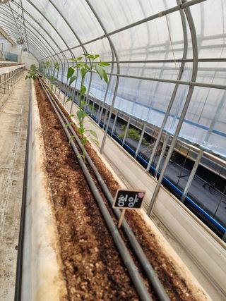 채종원님의 금쪽같은 내 작물 자랑하기 · 참여 작성글 사진